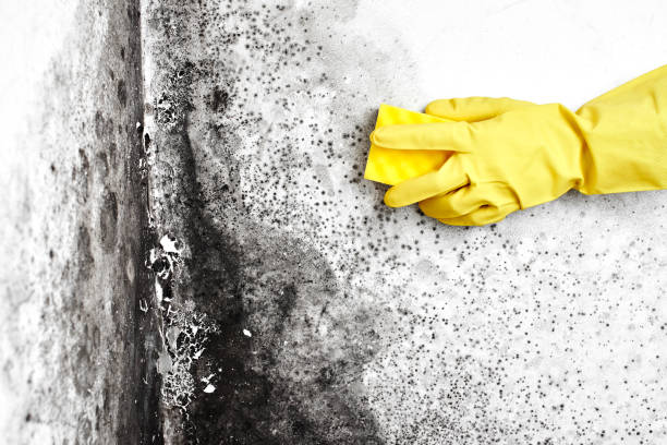 Best Mold Removal Company Near Me  in Neah Bay, WA
