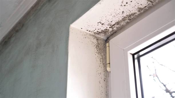 Best Same-Day Mold Removal  in Neah Bay, WA