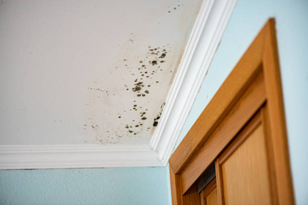 Best Mold Damage Repair  in Neah Bay, WA