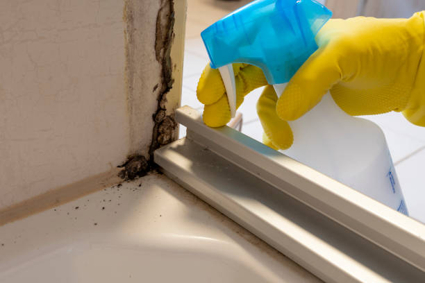 Certified Mold Removal in Neah Bay, WA