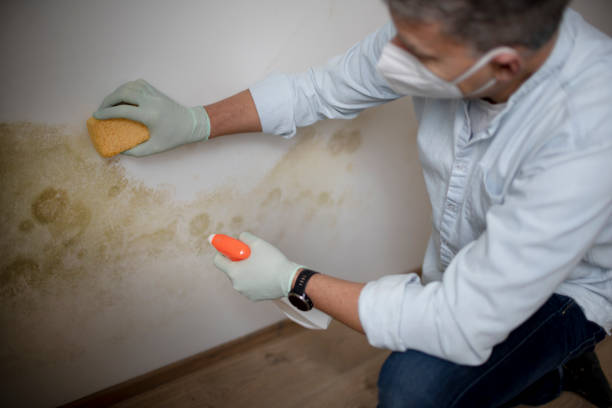 Best Best Mold Removal Companies  in Neah Bay, WA