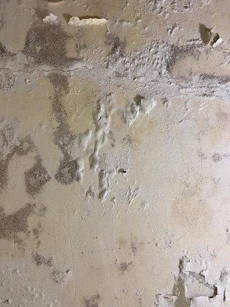 Best Mold Removal Near Me  in Neah Bay, WA
