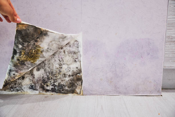 Mold Removal and Inspection in Neah Bay, WA